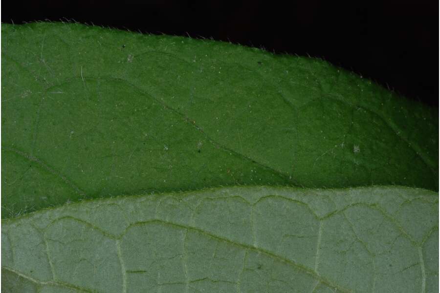 Image de Aristolochia serpentaria L.