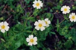 Image of sulphur cinquefoil