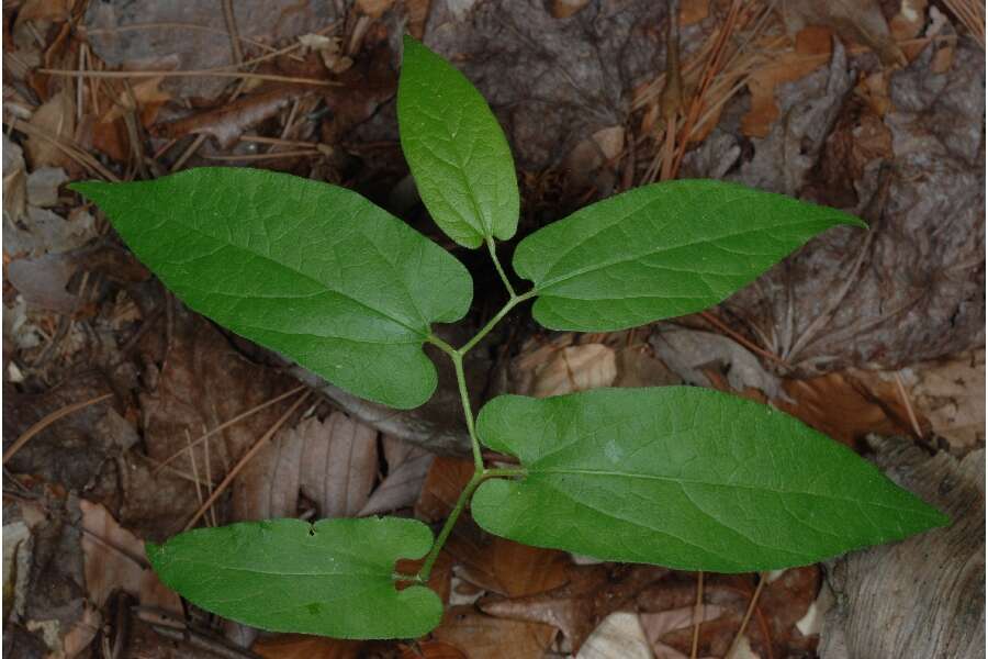 Image of Virginia snakeroot