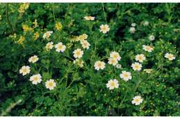 Image of sulphur cinquefoil