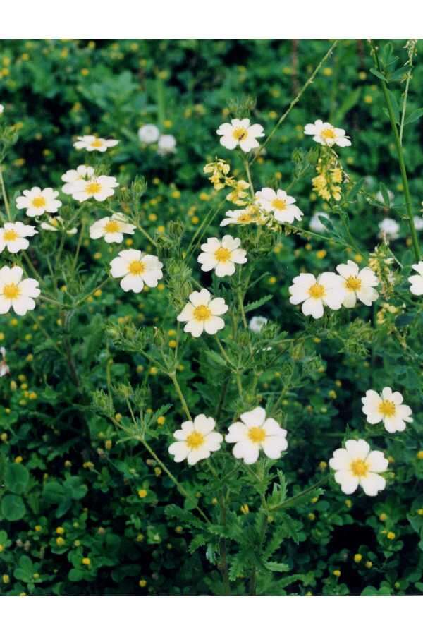 Image of sulphur cinquefoil