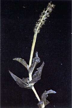 Image of Richardson's pondweed