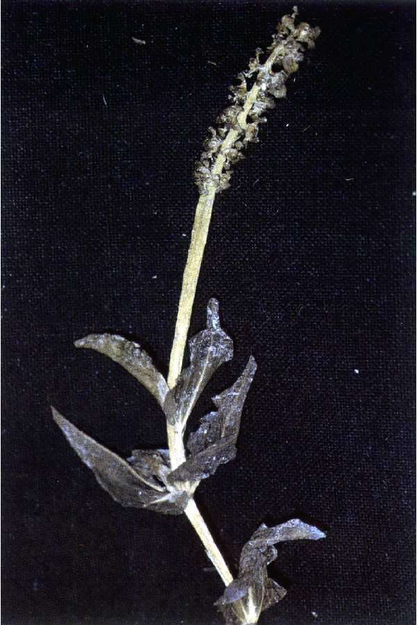 Image of Richardson's pondweed