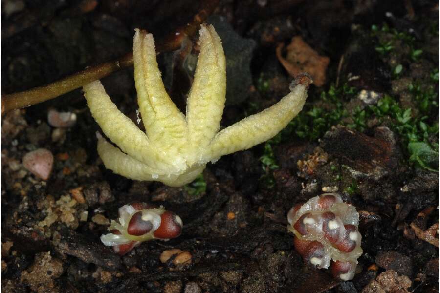 Image de Aristolochia serpentaria L.