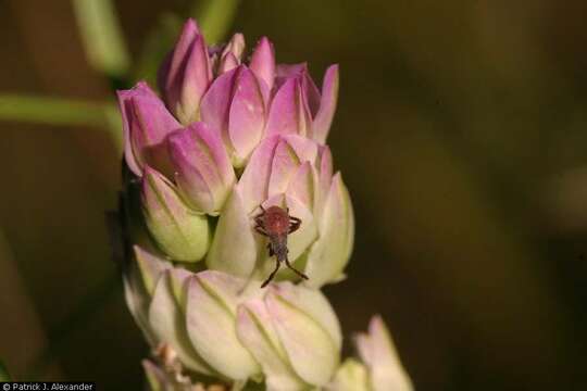 Plancia ëd Polygala sanguinea L.