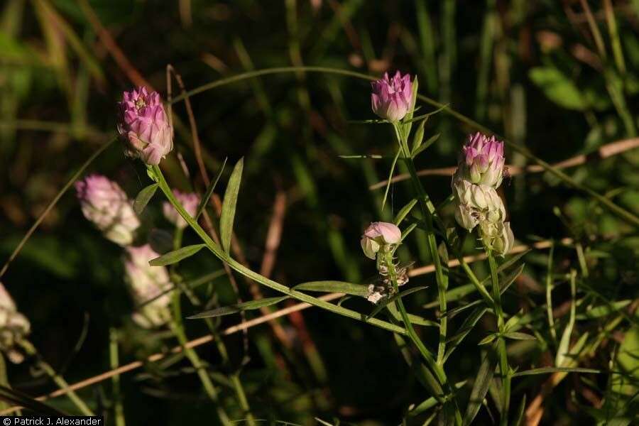 Image of blood milkwort