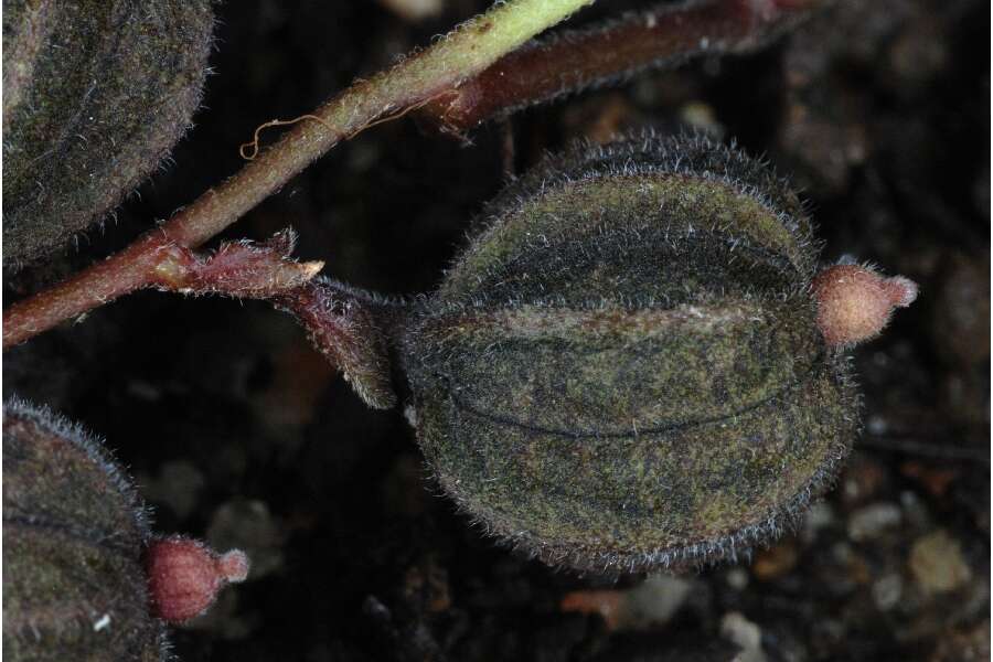 Image de Aristolochia serpentaria L.