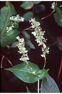 صورة Fallopia scandens (L.) Holub