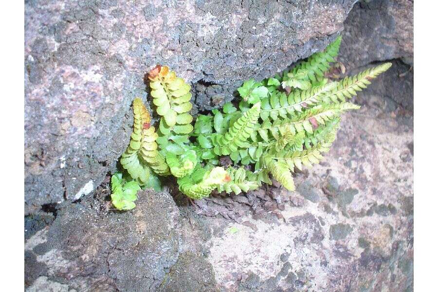 Image of mountain hollyfern