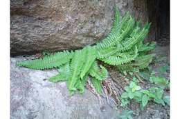 Image of mountain hollyfern