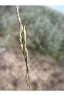 Image of Curly Blue Grass