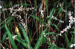 Polygonum setaceum resmi