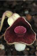 Image de Aristolochia serpentaria L.