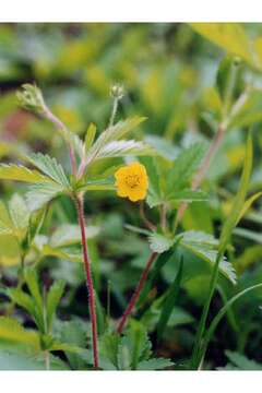 Image of common cinquefoil