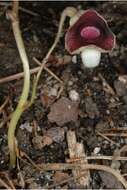 Image de Aristolochia serpentaria L.