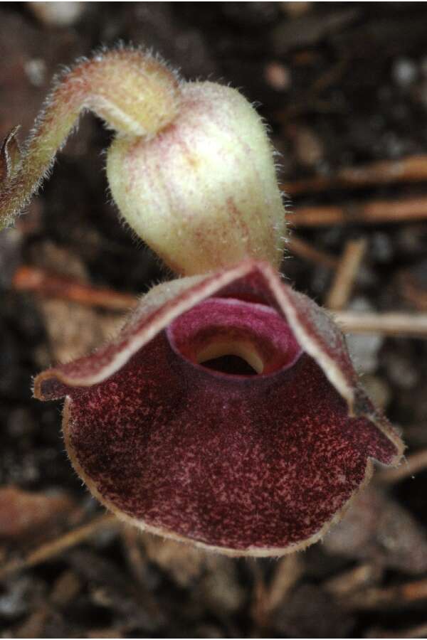 Image de Aristolochia serpentaria L.