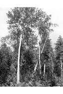 Image of balsam poplar