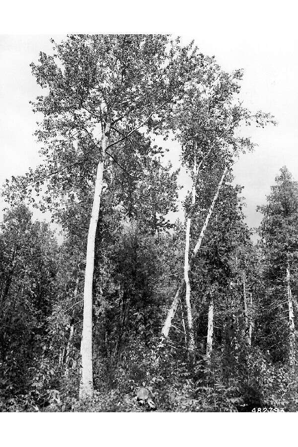 Sivun Populus balsamifera subsp. balsamifera kuva