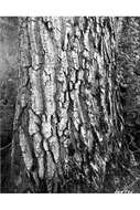 Image of balsam poplar