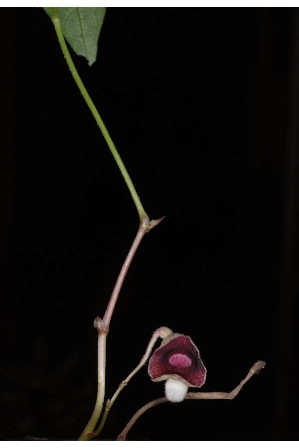 Image de Aristolochia serpentaria L.