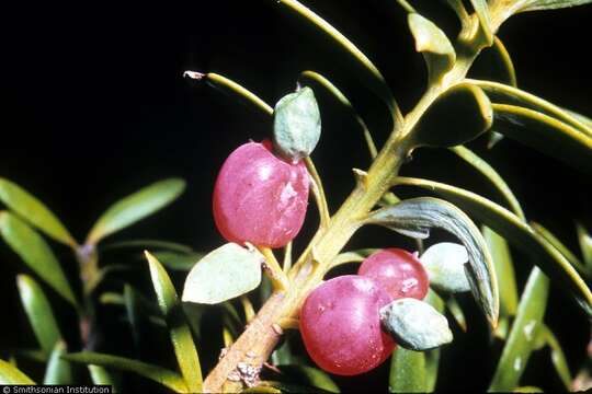 Podocarpus totara G. Benn. ex D. Don resmi