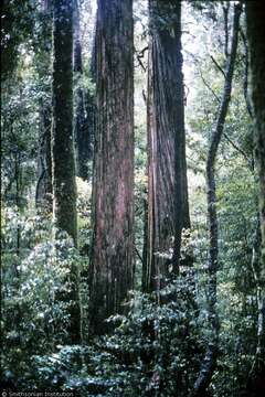 Podocarpus totara G. Benn. ex D. Don resmi