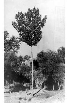 Image of Chinese white poplar