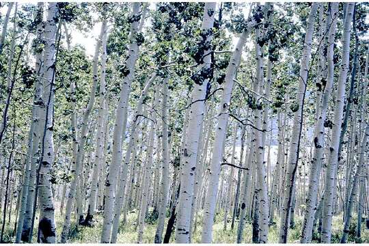 Image of quaking aspen