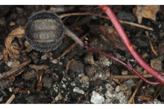 Image de Aristolochia serpentaria L.