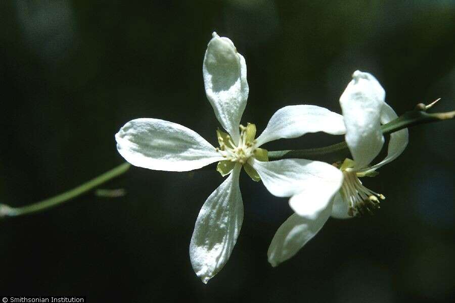 Citrus trifoliata L. resmi