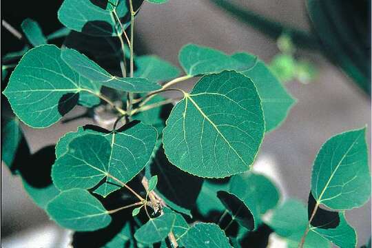 Image of quaking aspen