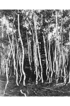 Image of quaking aspen