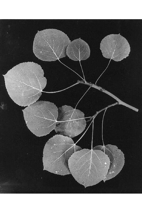 Image of quaking aspen