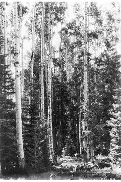 Image of quaking aspen