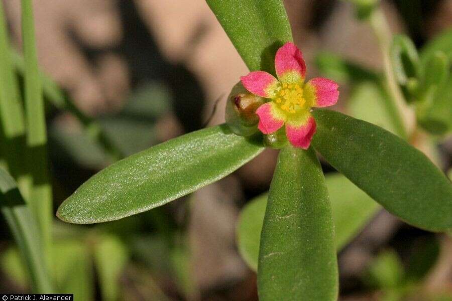 Plancia ëd Portulaca umbraticola Kunth