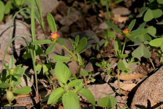 Plancia ëd Portulaca umbraticola Kunth