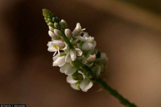 Plancia ëd Polygala verticillata L.