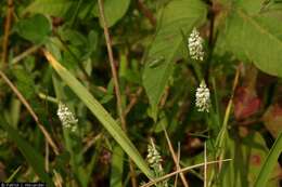 Image of Whorled Milkwort