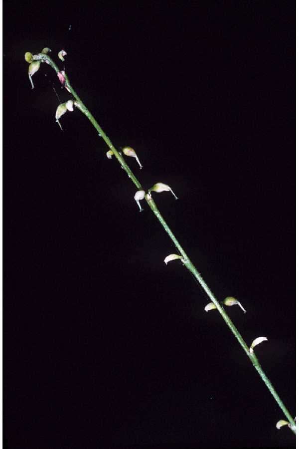 Image de Persicaria virginiana (L.) Gaertner