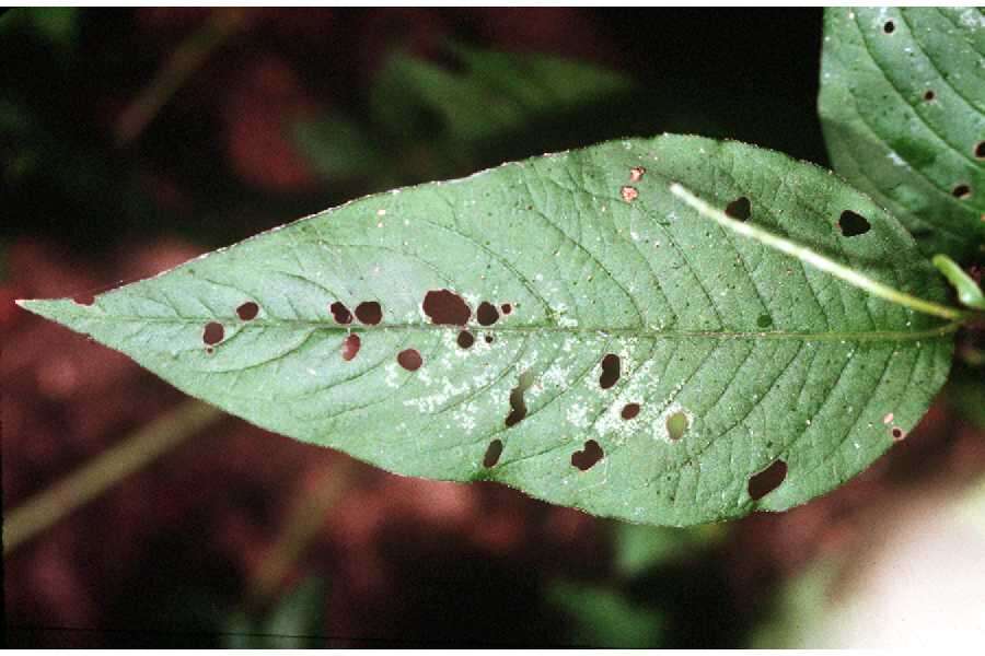 Image de Persicaria virginiana (L.) Gaertner