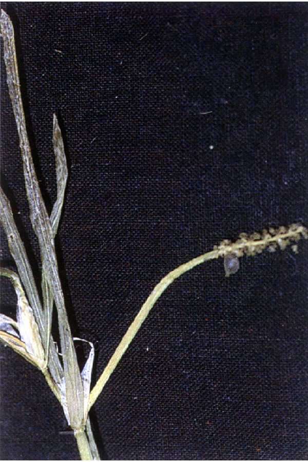 Image of Flat-Stem Pondweed
