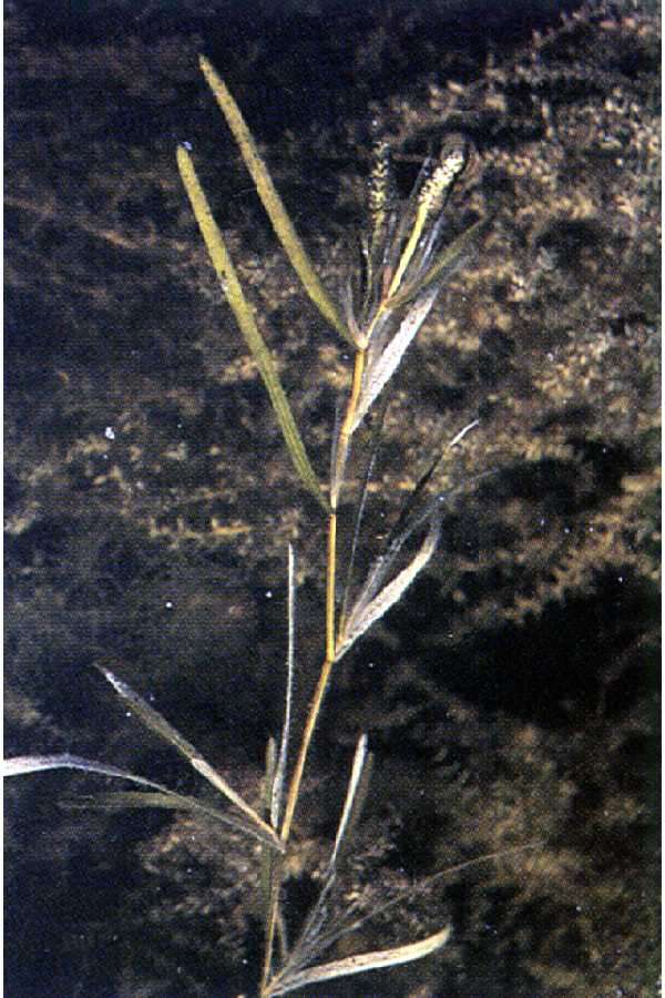 Image of Flat-Stem Pondweed