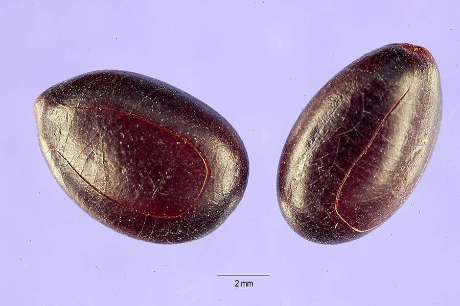 Image of African mesquite