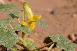 Image of desert unicorn-plant