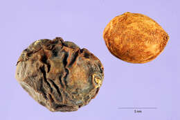 Image of Davis' plum
