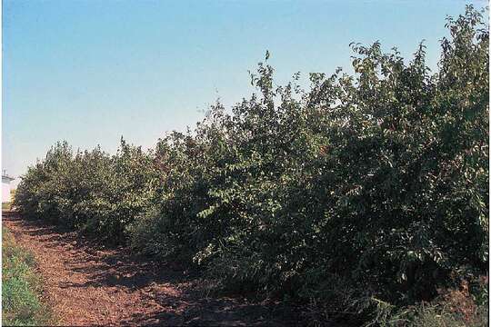 Imagem de Prunus americana Marsh.