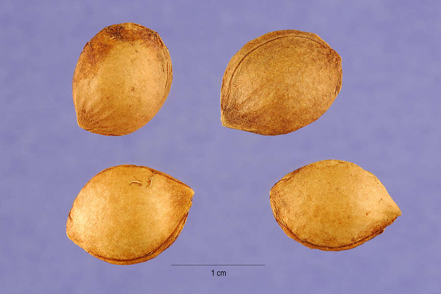 Image of American Plum