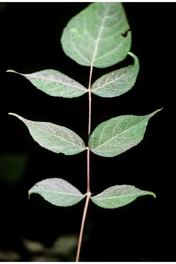 Image of devil's walkingstick