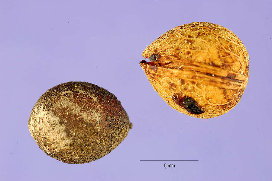 Prunus caroliniana (Mill.) Ait. resmi