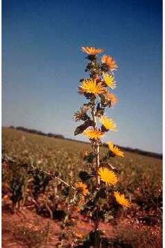 Sivun Grindelia ciliata (Nutt.) Spreng. kuva